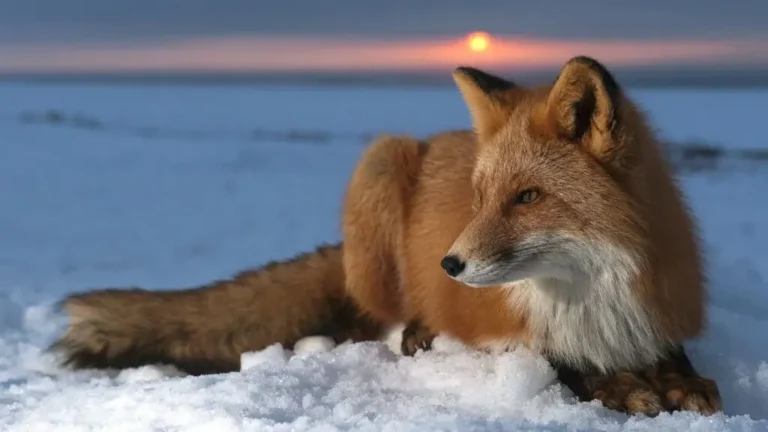 cute:vckxjxf4zh0= fox