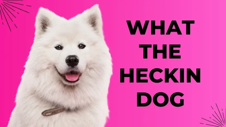 what the heckin dog